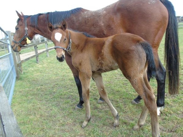 2023 filly by Masar
